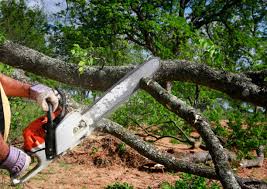 How Our Tree Care Process Works  in  Marshall, TX