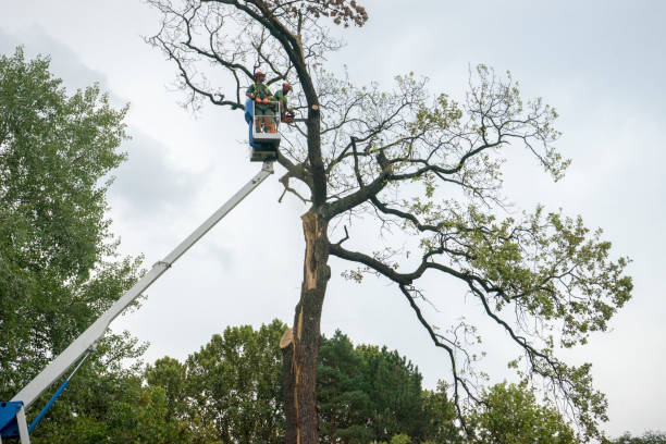 Reliable Marshall, TX Tree Care Services Solutions